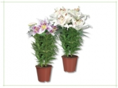 Orientalische Lilien (ab 20.6.)