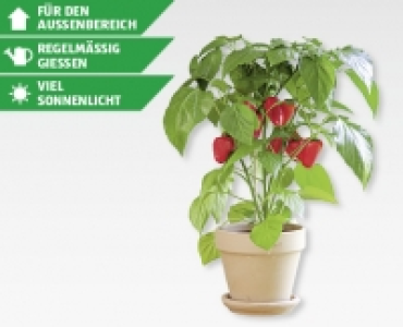 Gemüsepflanzen mit Fruchtansatz