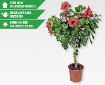 Hibiskusstämmchen CHF 14.99