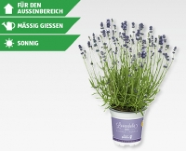 GARDENLINE® Echter Lavendel (Lavandula angustifolia) CHF 2.49