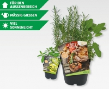 GARDENLINE&reg; Cocktail- und Grillkr&auml;uter