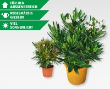 GARDENLINE&reg; Oleander