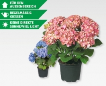 GARDENLINE&reg; Gartenhortensie