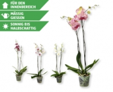 GARDENLINE&reg; Phalaenopsis XXL