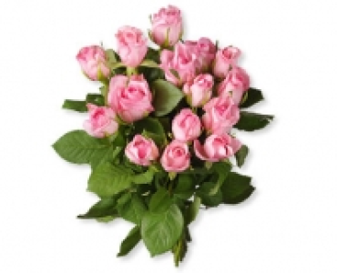 GARDENLINE® Fairtrade Max Havelaar Rosen CHF 4.99