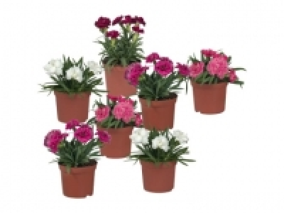 Nelken (Dianthus) (ab 30.6.)