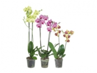 Phalaenopsis 2 Stieler (ab 30.6.)