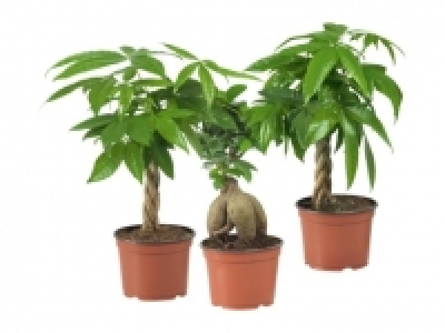Ficus Ginseng und Pachira (ab 30.6.)