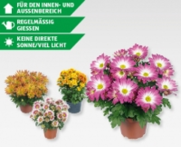 GARDENLINE® Sommerchrysantheme