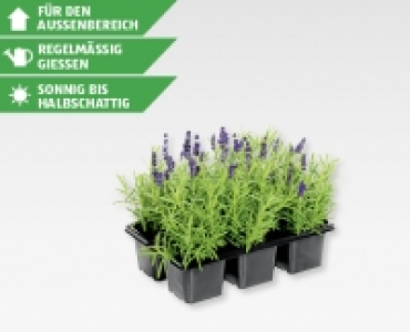 Lavendel Angustifolia CHF 4.99