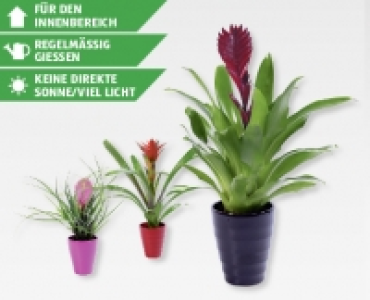 GARDENLINE&reg; Bromelienmix in Keramik