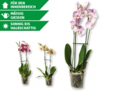 Phalaenopsis CHF 6.79