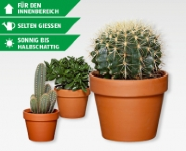 Kakteenschalen-Sortiment