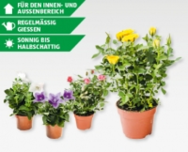 Rosen Kordana & Platycodon