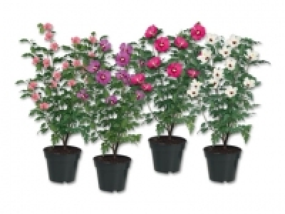 Gartenhibiskus (ab 7.7.)