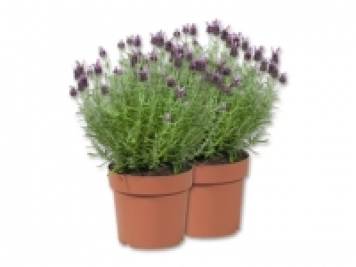 Lavendel stoechas XL (ab 7.7.)