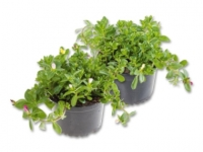 Portulaca Carnaval (ab 7.7.)