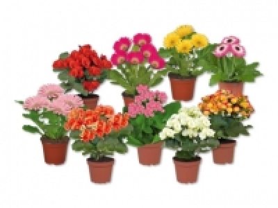 Bl&uuml;hpflanzen in Dekot&uuml;ten (ab 14.7.)