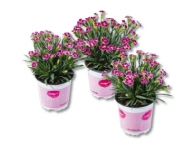 Dianthus &laquo;Pink kisses&raquo; (ab 21.07.)