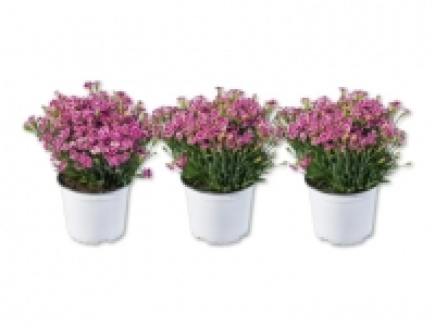 Dianthus &laquo;Pink Kisses&raquo; (ab 14.7.)