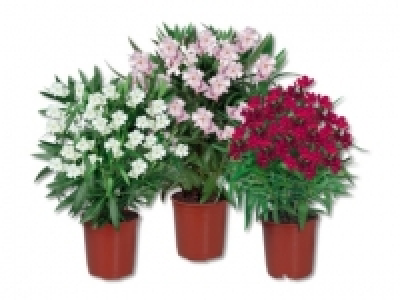 Oleander (ab 21.07.)