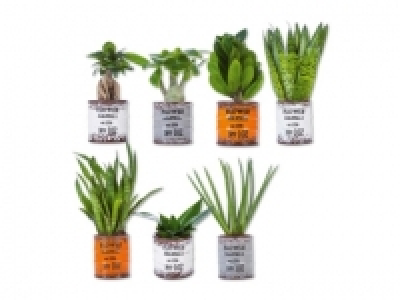 Gr&uuml;npflanzen im Spezialtopf (ab 14.7.)