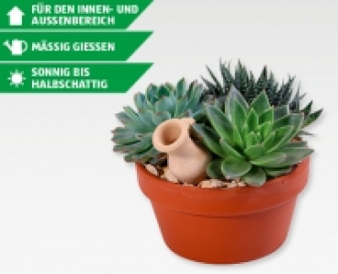 GARDENLINE&reg; Sukkulenten-Arrangement