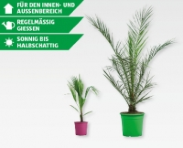 GARDENLINE&reg; Palmenmix im Dekotopf