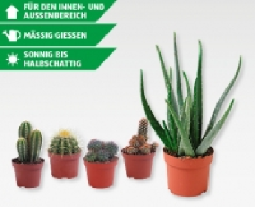 GARDENLINE&reg; Aloe vera/Kakteenmix
