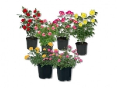 Freilandrosen (ab 21.07.) CHF&nbsp;3.99