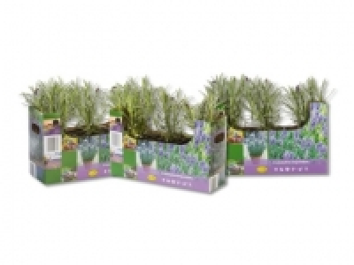 Lavendel angustifolia (ab 21.07.) CHF&nbsp;3.49