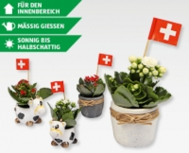 Kalanchoe im Kuh-/Zementtopf