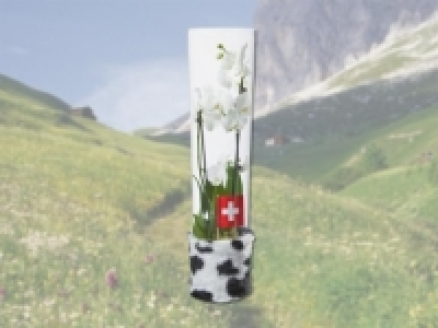 Phalaenopsis im Glas im Kuh-Look (ab 28.7.) CHF&nbsp;19.99