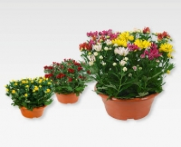 GARDENLINE® Sommerchrysanthemen