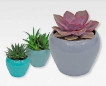 GARDENLINE® Sukkulente im Keramiktopf