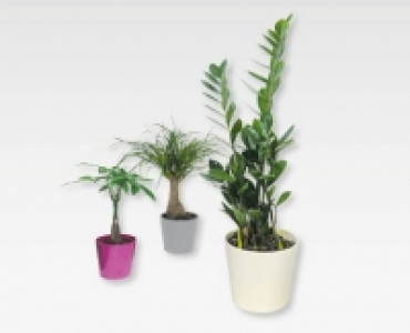 GARDENLINE® Zimmerpalmen-Mix in Keramik