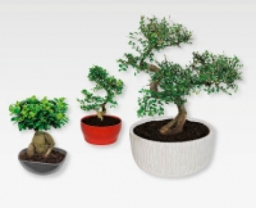 GARDENLINE® Bonsai