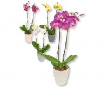Phalaenopsis im Keramikubertopf