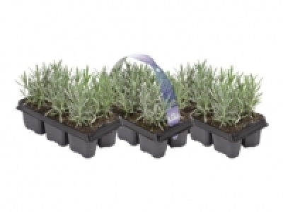 Lavendel angustifolia (ab 11.8.)