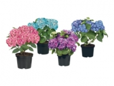 Gartenhortensien (ab 11.8.)