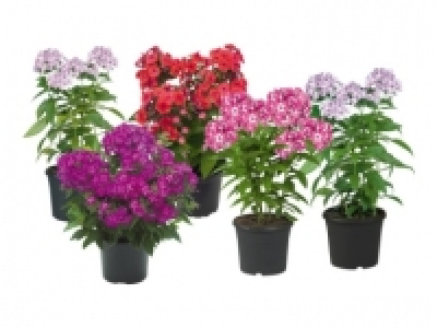 Phlox Paniculata &laquo;Flame Serie&raquo; (ab 11.8.)