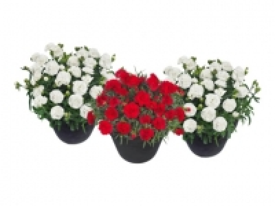 Dianthus adorables (ab 11.8.)