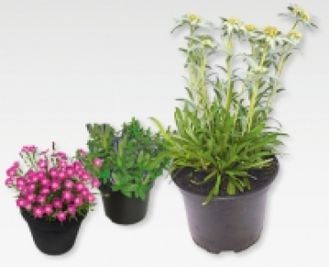 GARDENLINE® Alpenpflanzen-Mix