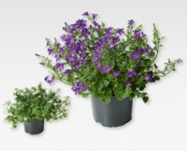 Campanula CHF 2.99