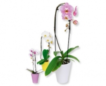 Phalaenopsis Cascade CHF 12.99