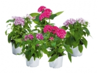 Pentas Ianceolata (ab 18.8.)