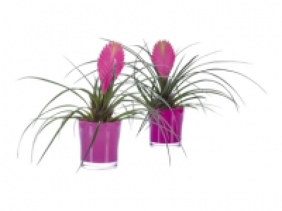 Tillandsia im Glastopf (ab 18.8.)