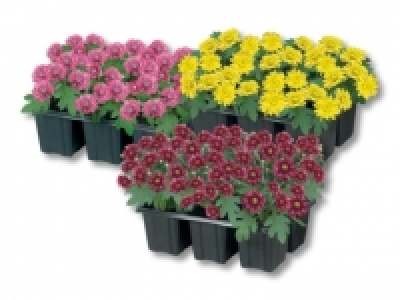 Chrysanthemen (ab 25.8.)