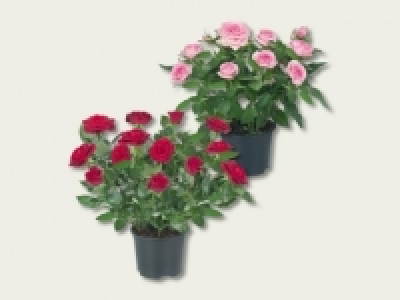 Topfrosen (ab 1.9.) CHF 1.99