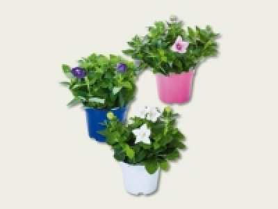 Platycodon (ab 1.9.) CHF 3.99